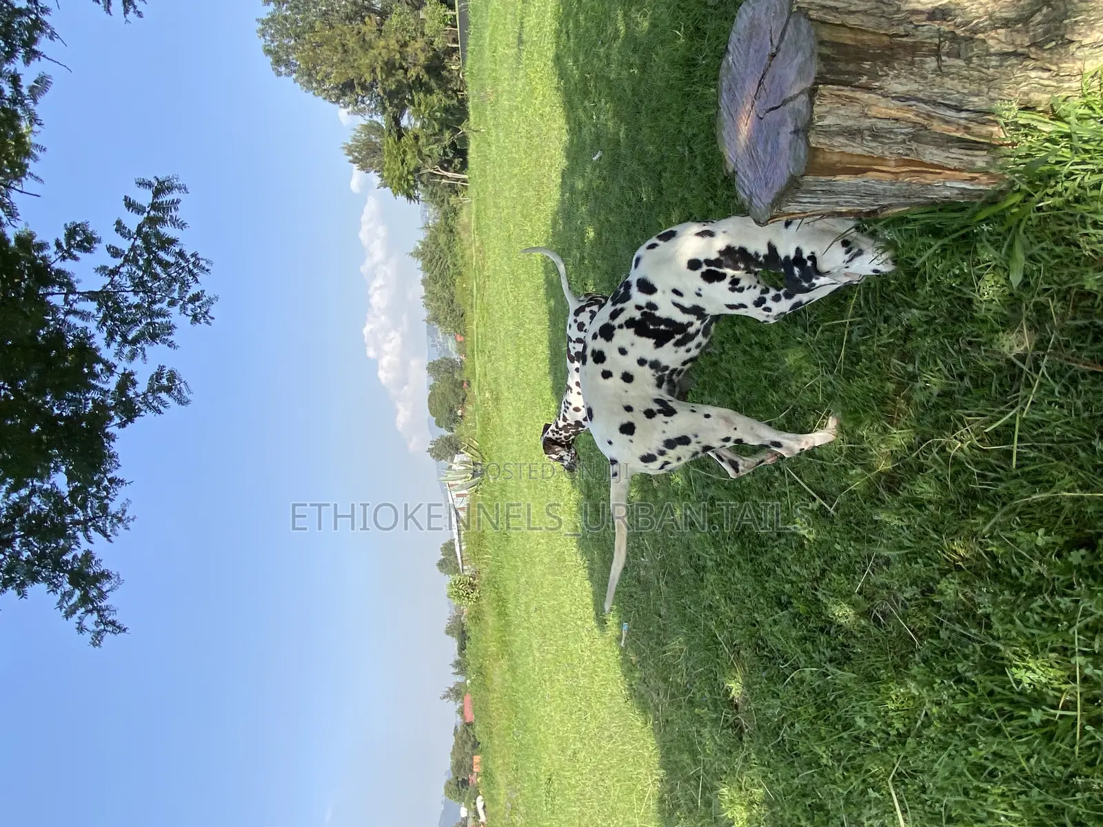 3-6 months Female Purebred Dalmatian