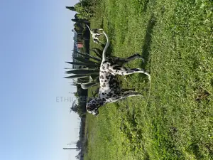 3-6 months Female Purebred Dalmatian