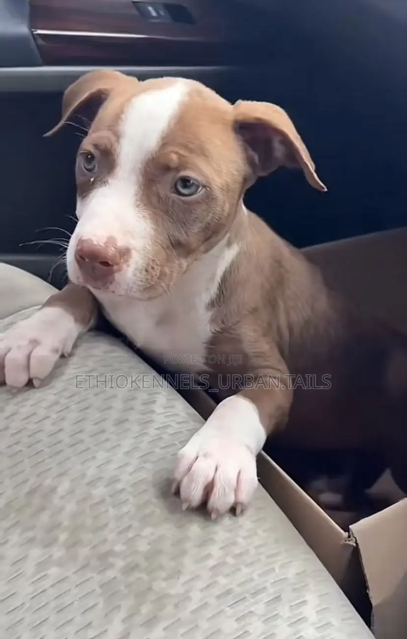 1-3 months Male Purebred American Pit Bull Terrier