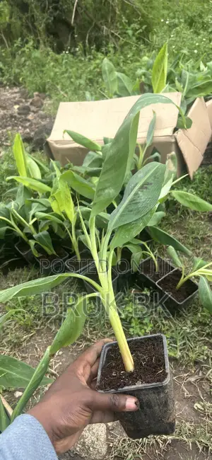 Banana Plant