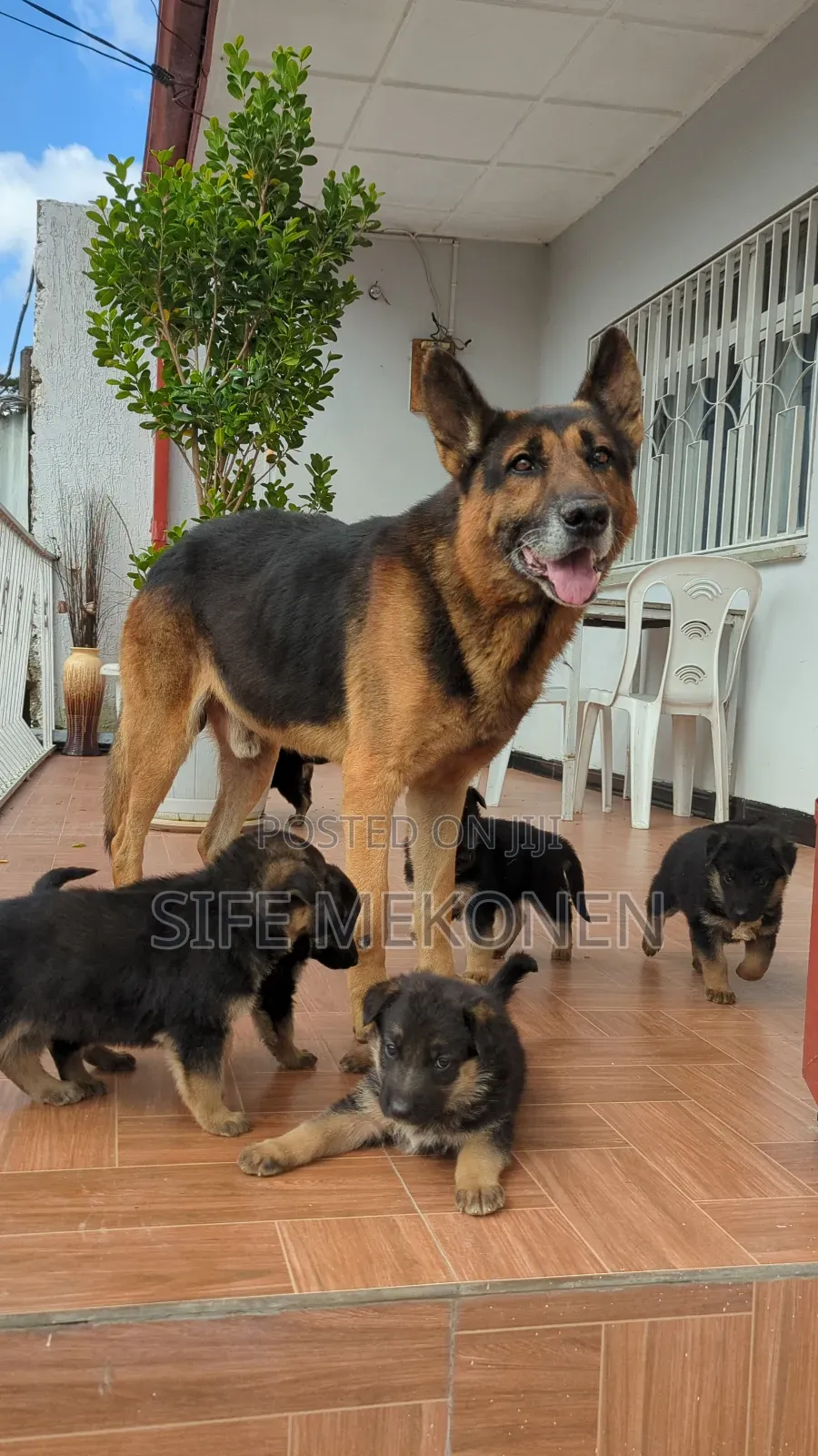 1-3 months Male Purebred German Shepherd