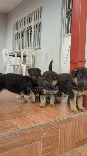 1-3 months Male Purebred German Shepherd