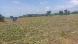 Plantingland For Rent