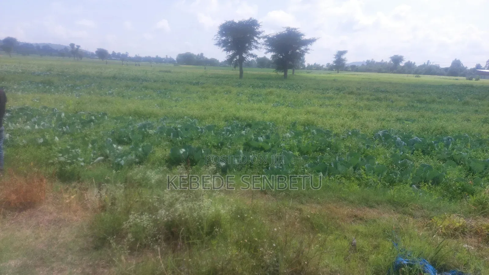 Farmland for Rent