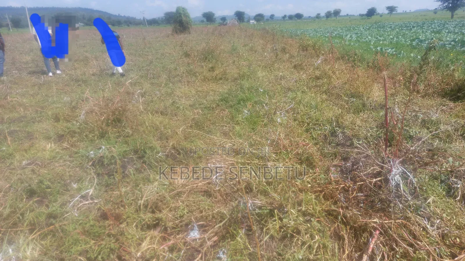 Farmland for Rent