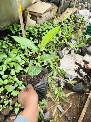 Jack Fruit