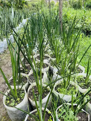 Finger Plants