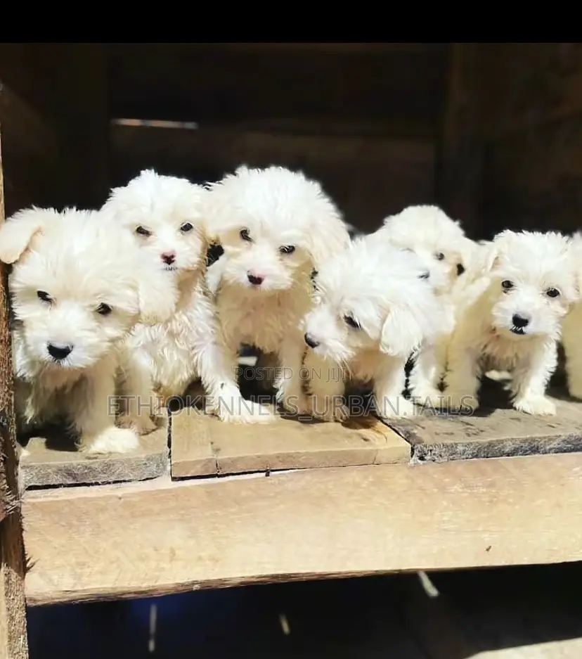 1-3 months Male Mixed Breed Maltese