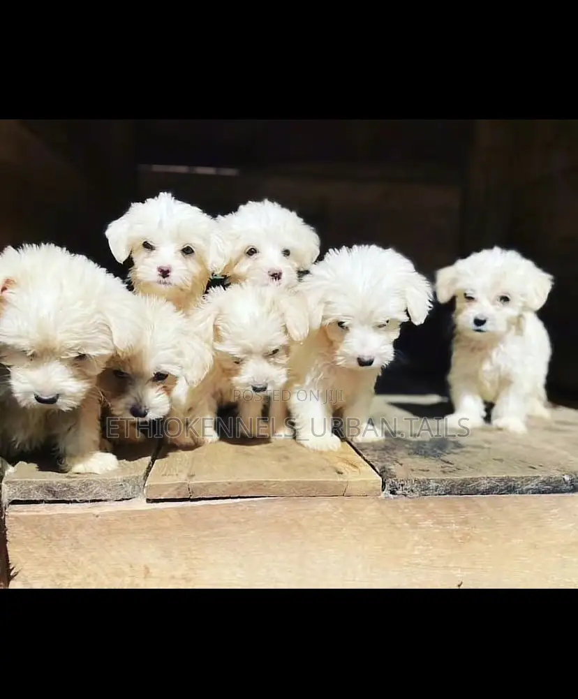 1-3 months Male Mixed Breed Maltese