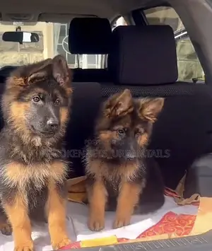 1-3 months Male Purebred German Shepherd