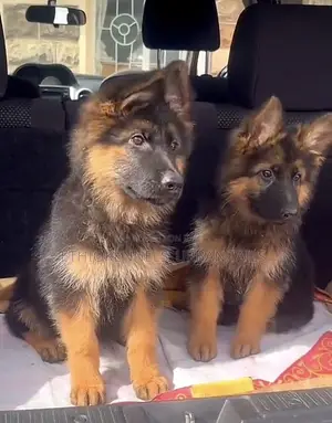 1-3 months Male Purebred German Shepherd