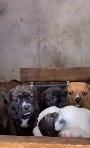 1-3 months Male Purebred American Pit Bull Terrier