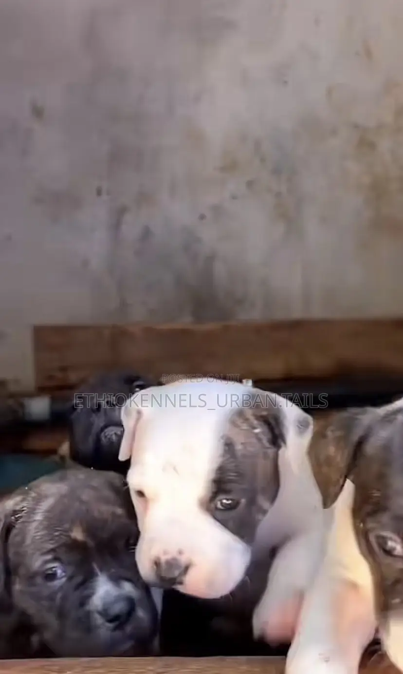1-3 months Male Purebred American Pit Bull Terrier