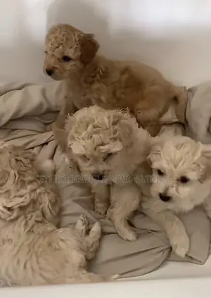 1-3 months Male Purebred Maltese
