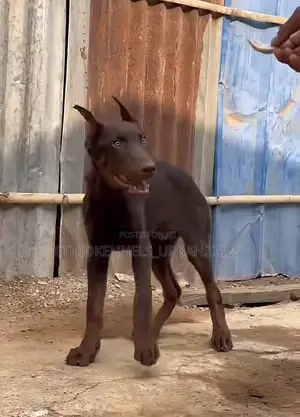 3-6 months Female Purebred Doberman Pinscher