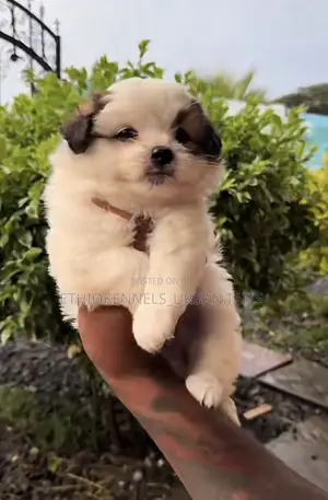 1-3 months Female Purebred Maltese