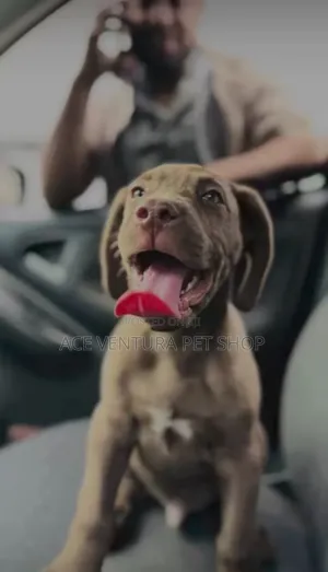 1-3 months Male Purebred American Pit Bull Terrier