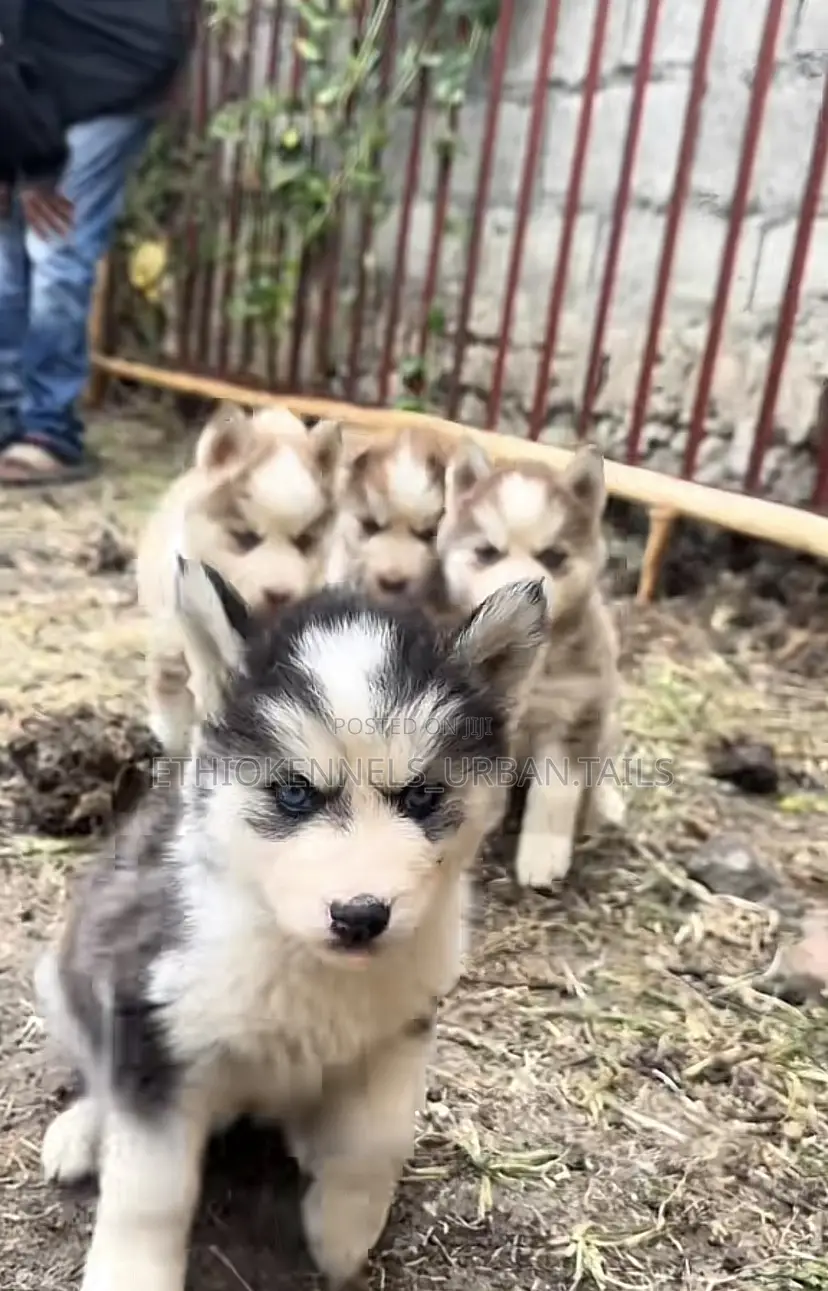 1-3 months Female Purebred Siberian Husky