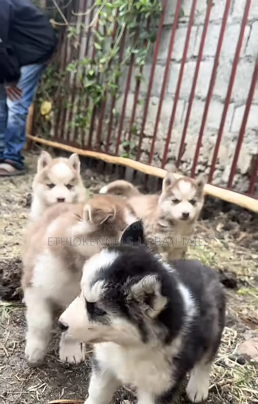 1-3 months Female Purebred Siberian Husky