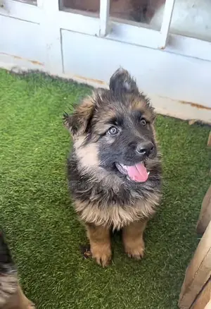 1-3 months Male Purebred German Shepherd