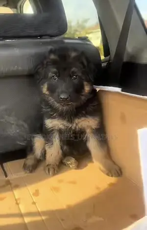 1-3 months Female Purebred German Shepherd