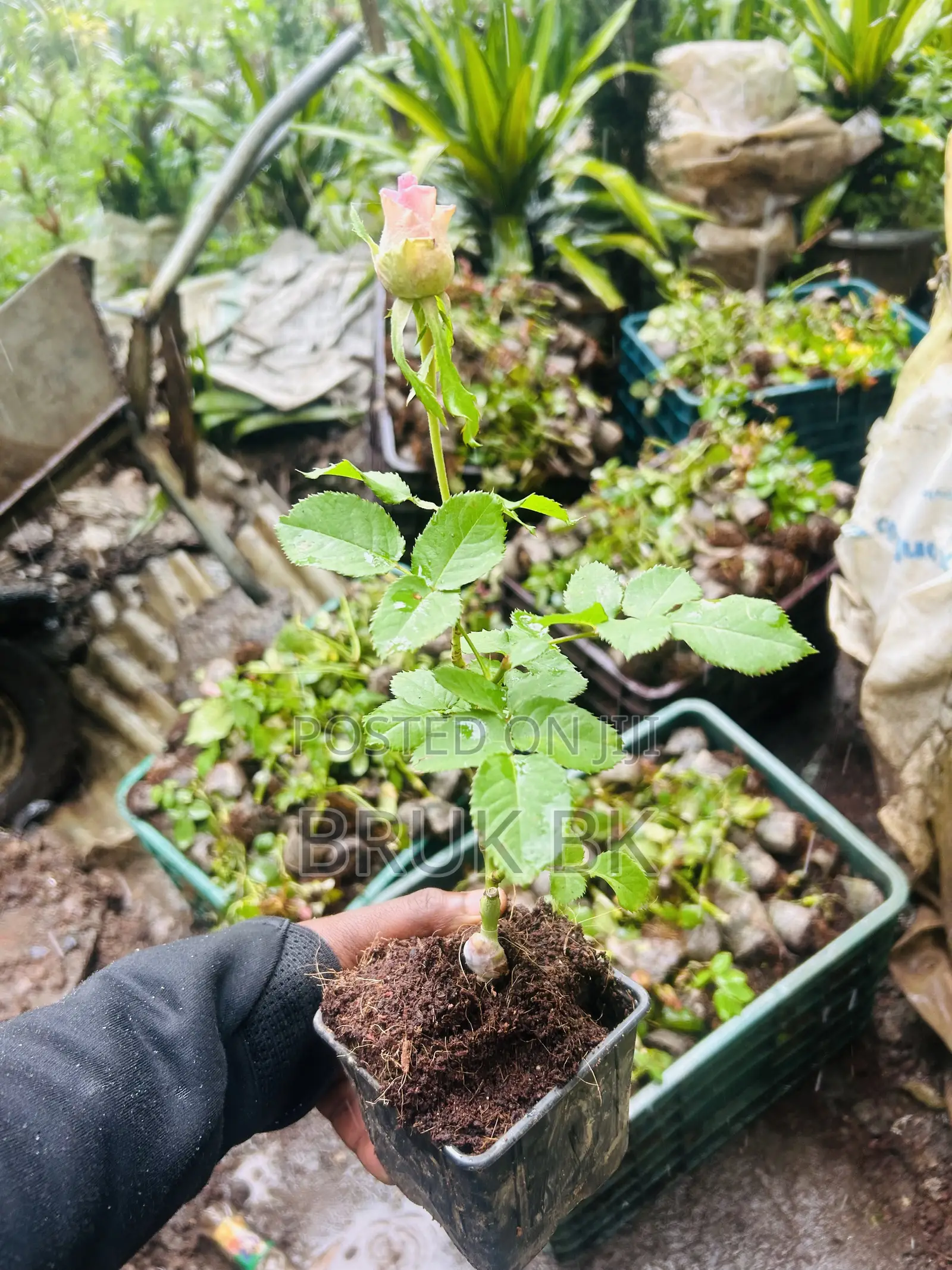 Rose Plant