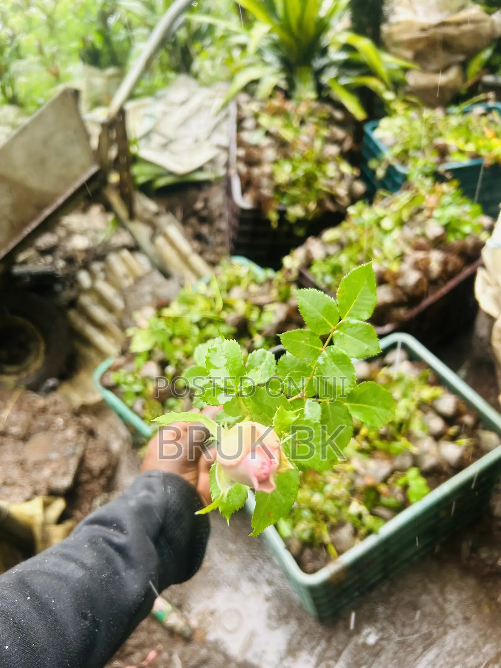 Rose Plant