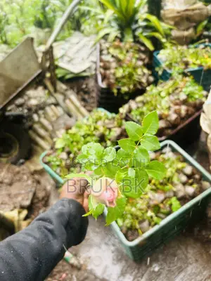 Rose Plant