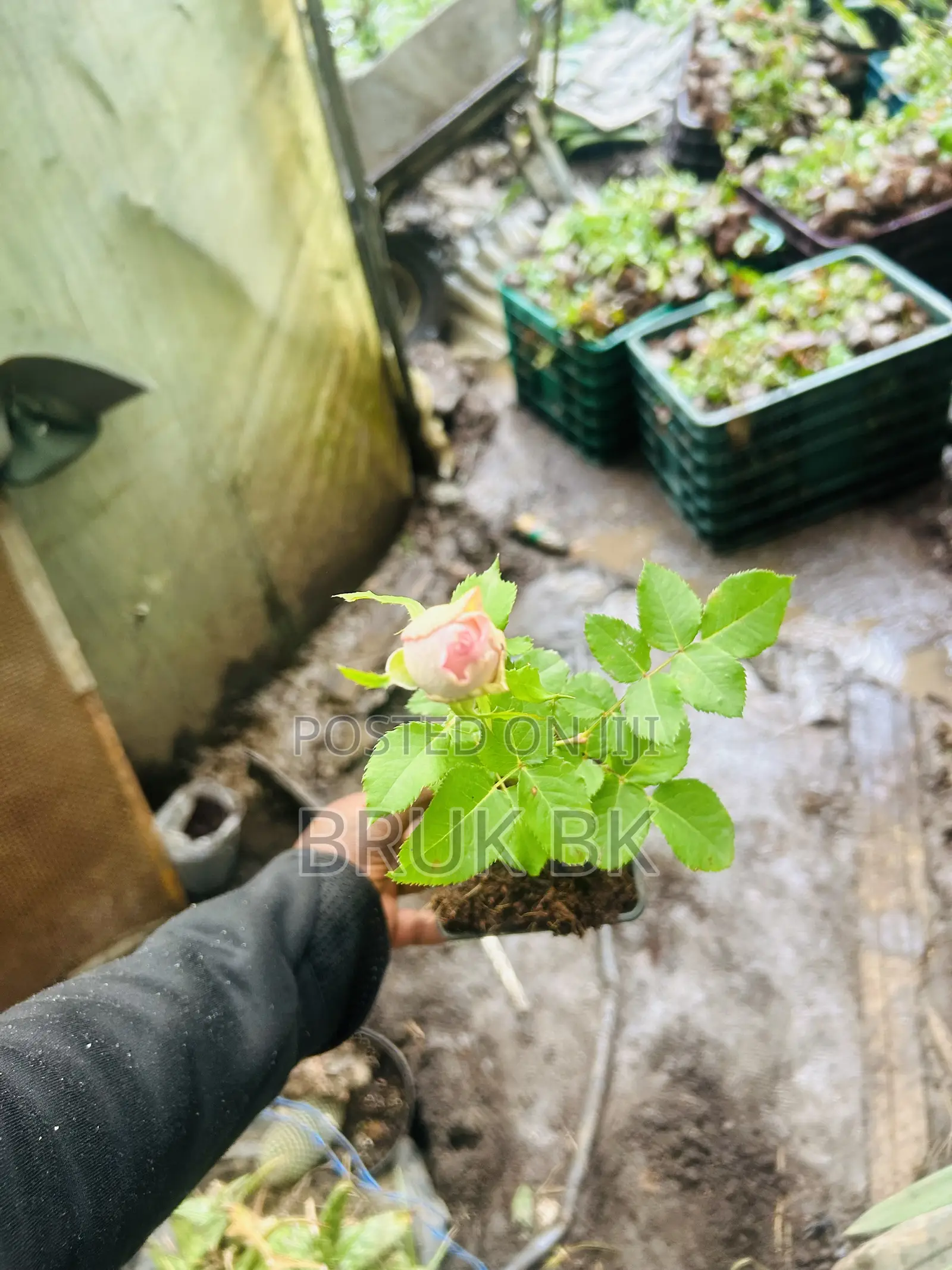 Rose Plant