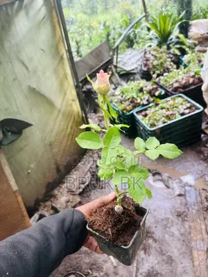 Rose Plant