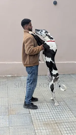 6-12 months Male Purebred Great Dane