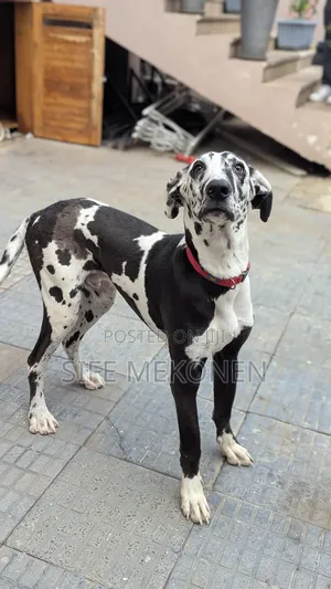 6-12 months Male Purebred Great Dane