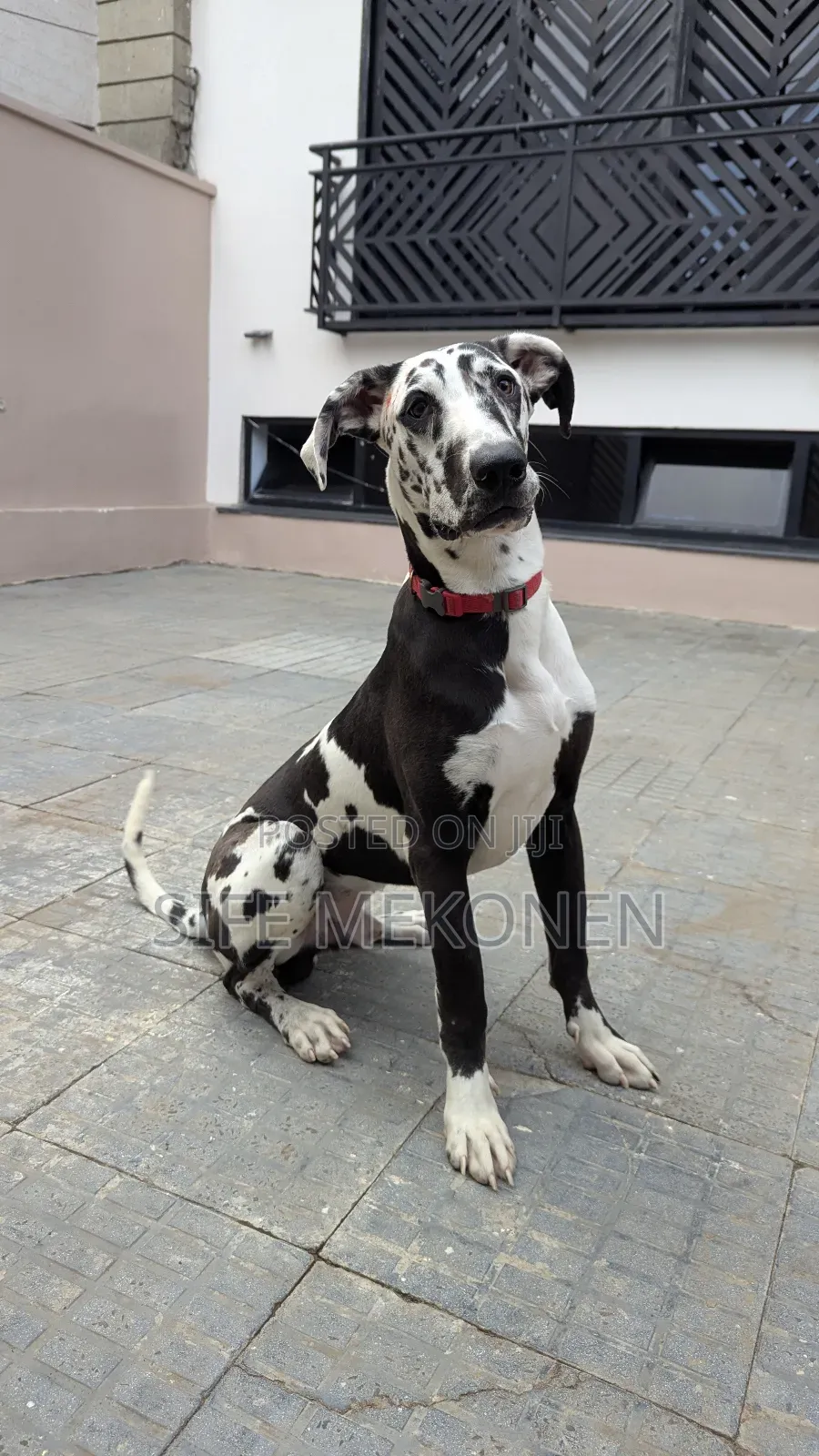 6-12 months Male Purebred Great Dane
