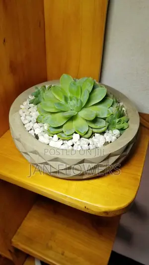 Diamond Shape Large Concrete Flower Pot With Natural Flower Home Offic