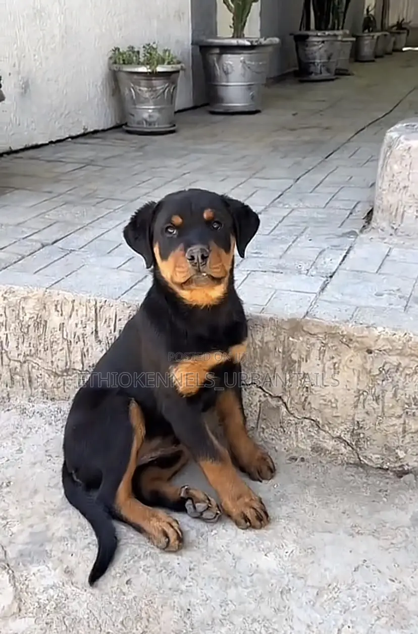 3-6 months Female Purebred Rottweiler