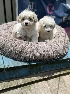 1-3 months Male Purebred Maltese