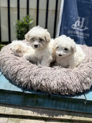 1-3 months Male Purebred Maltese