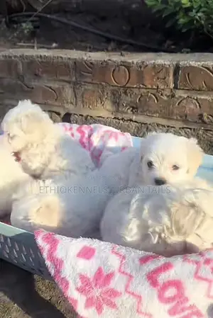 1-3 months Female Purebred Maltese