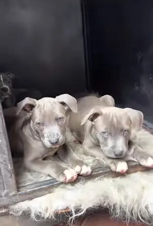 1-3 months Female Purebred American Pit Bull Terrier