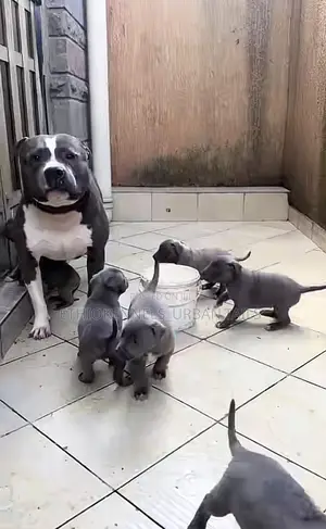 1-3 months Male Purebred American Pit Bull Terrier