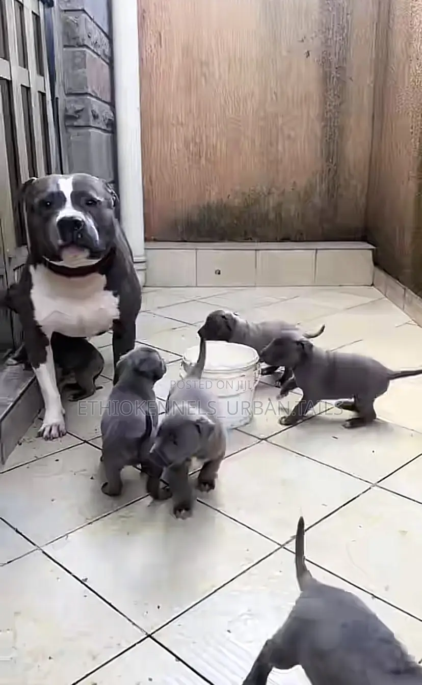 1-3 months Male Purebred American Pit Bull Terrier