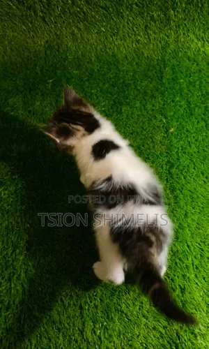 0-1 month Male Purebred Ragamuffin