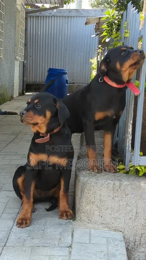 3-6 months Male Purebred Rottweiler