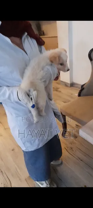 Animal Clinic