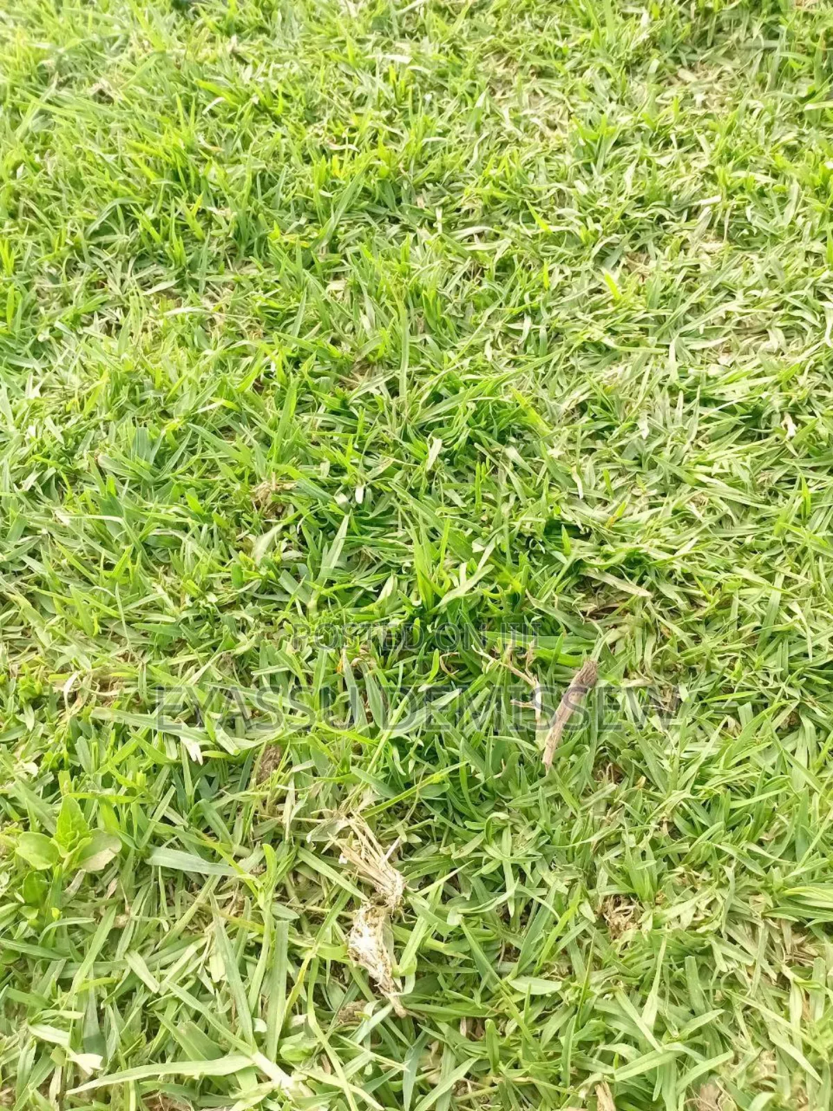 Grass Turf