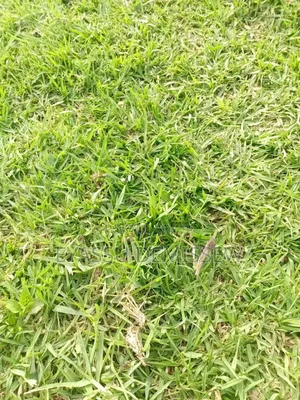 Grass Turf