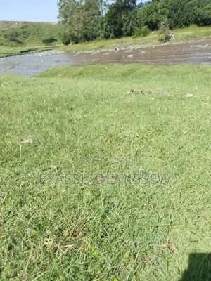 Grass Turf