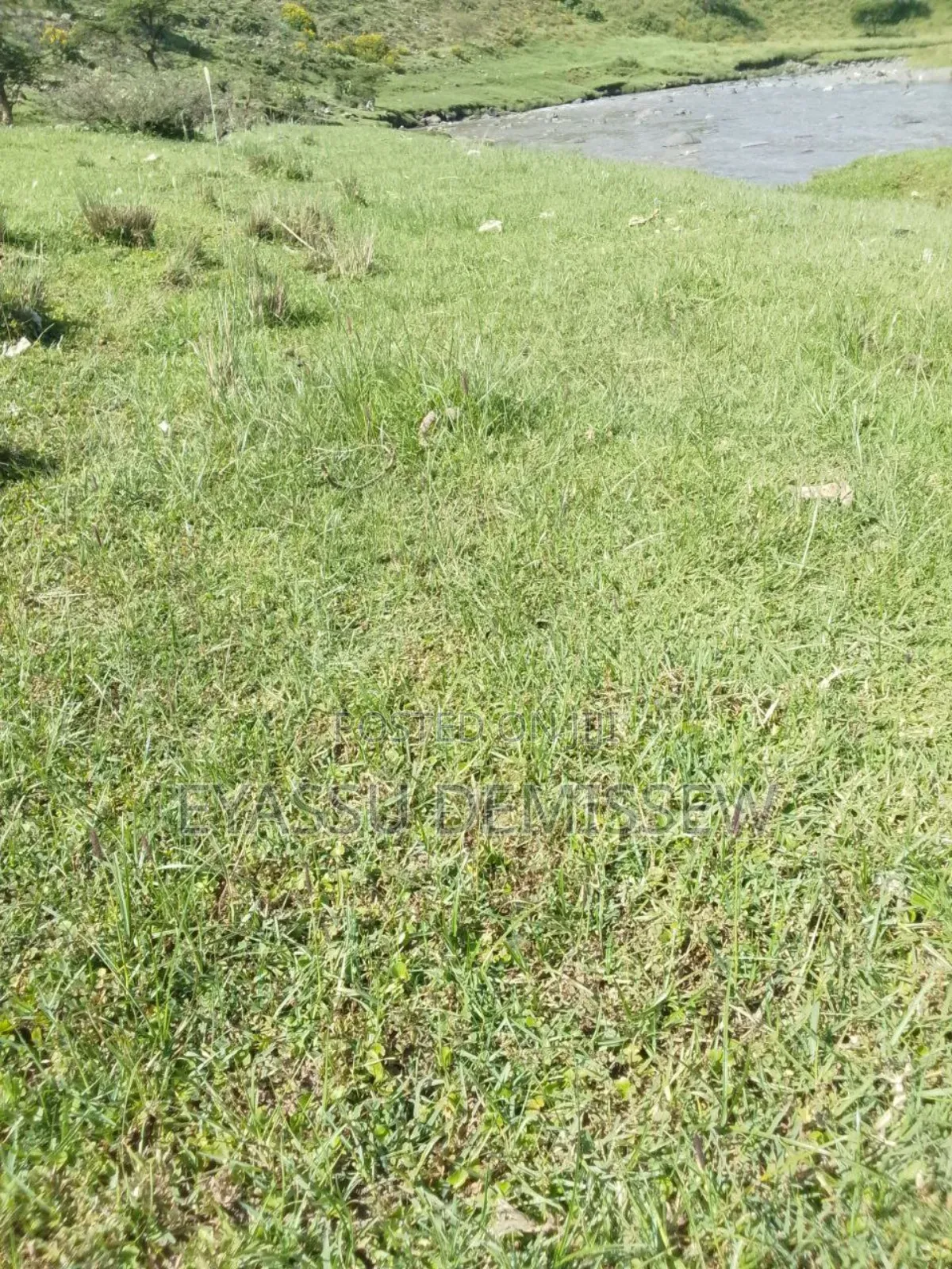 Grass Turf
