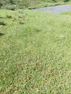 Grass Turf