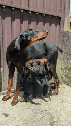 1-3 months Male Mixed Breed Doberman Pinscher